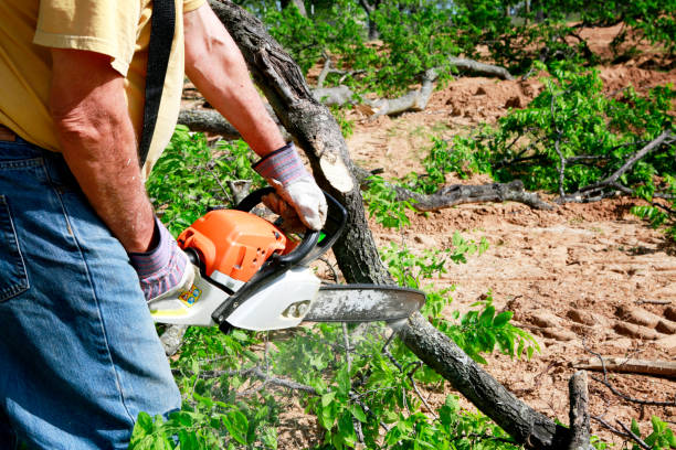 How Our Tree Care Process Works  in  Forest, OH